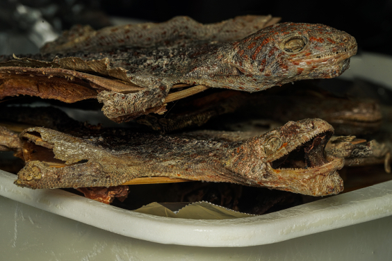 Details of dried tokay geckos sold as TCM. (Credits to Sam WEBSTER)
 